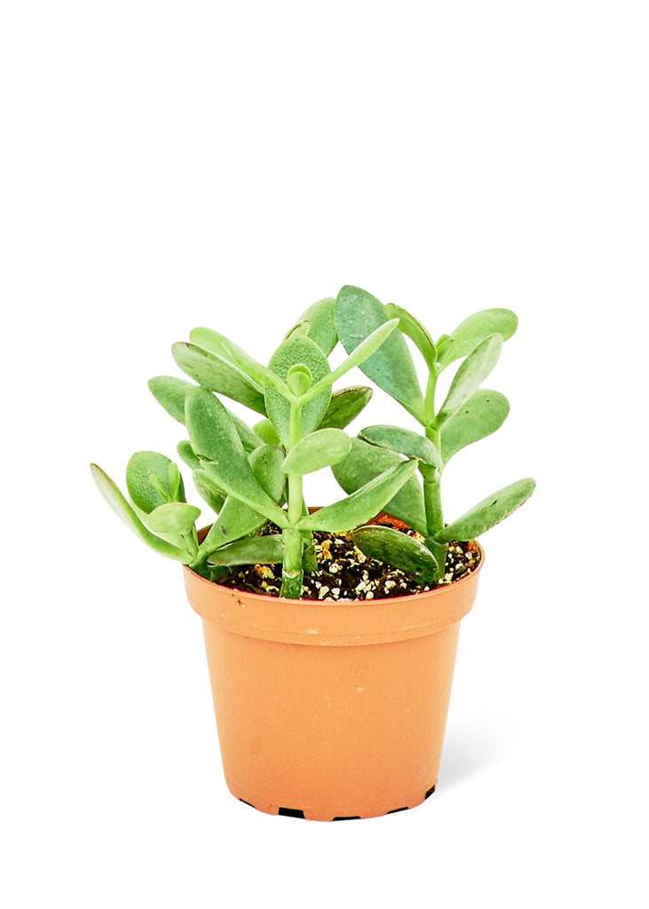 Jade Plant, Small - The Hipster Exchange General Store and Trading Post
