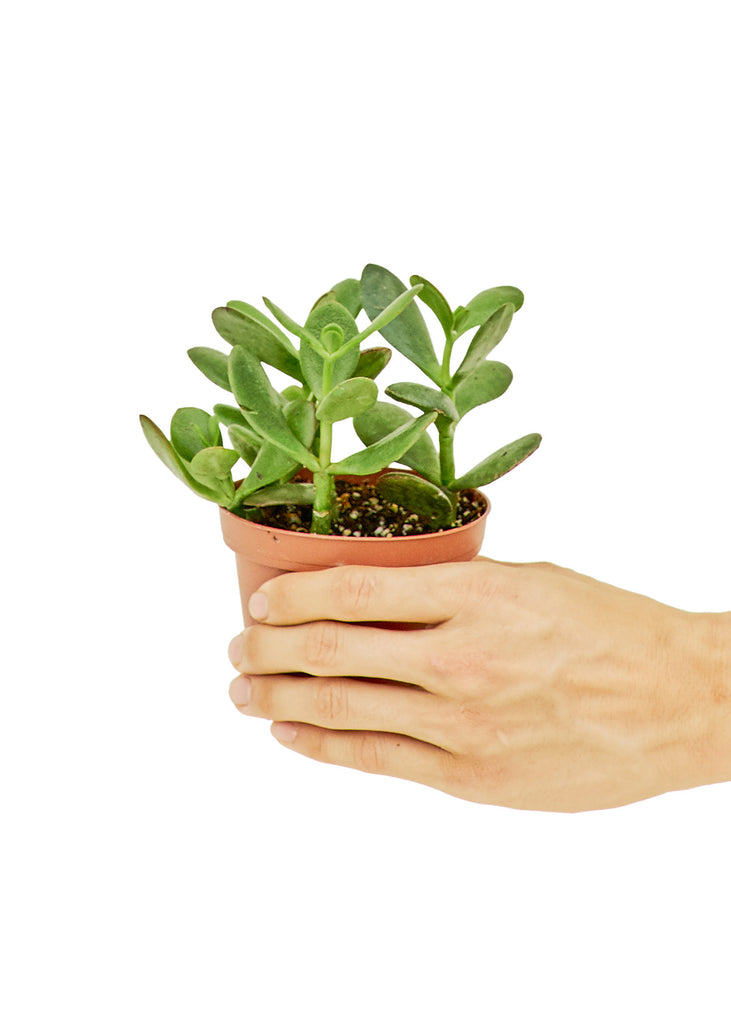 Jade Plant, Small - The Hipster Exchange General Store and Trading Post