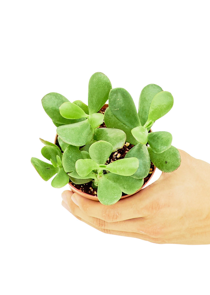 Jade Plant, Small - The Hipster Exchange General Store and Trading Post