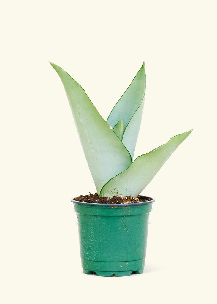Moonshine Snake Plant, Small - The Hipster Exchange General Store and Trading Post