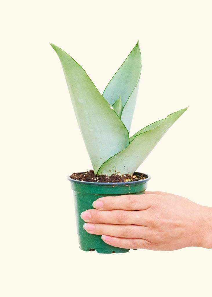 Moonshine Snake Plant, Small - The Hipster Exchange General Store and Trading Post