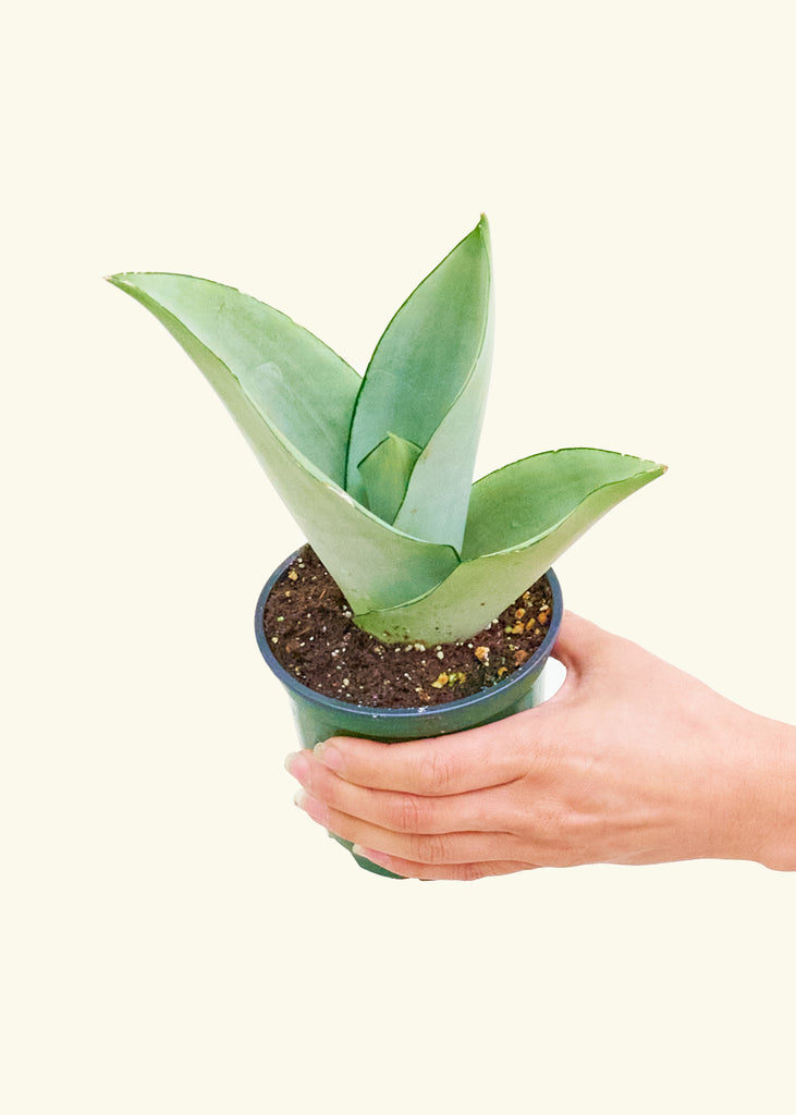 Moonshine Snake Plant, Small - The Hipster Exchange General Store and Trading Post