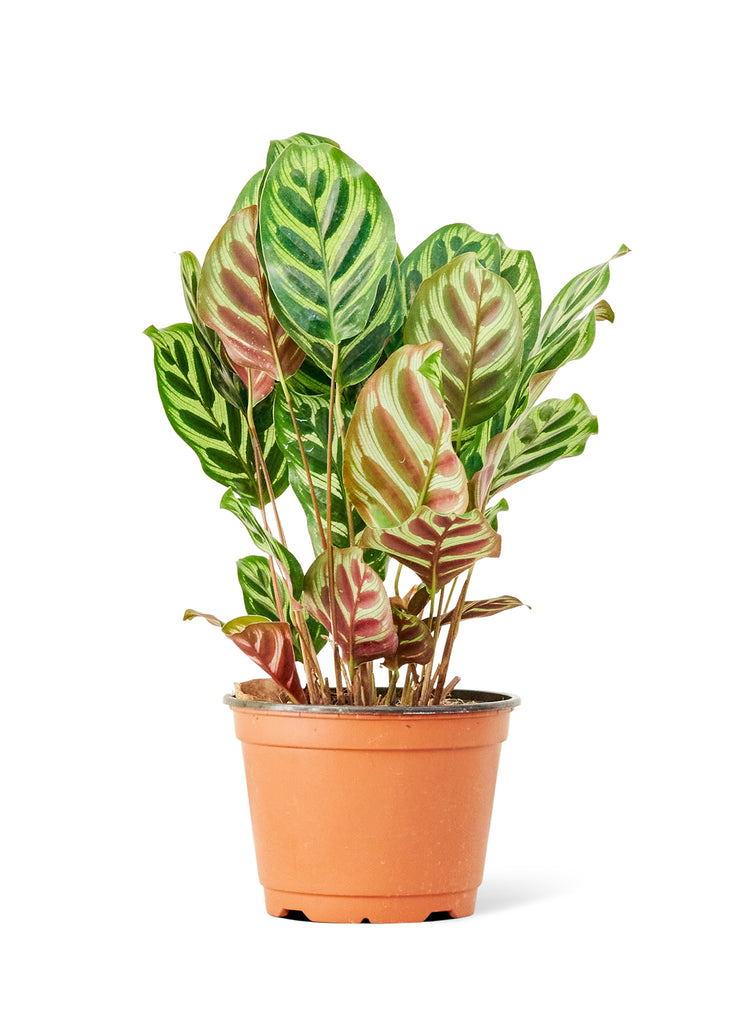 Peacock Plant, Medium - The Hipster Exchange General Store and Trading Post