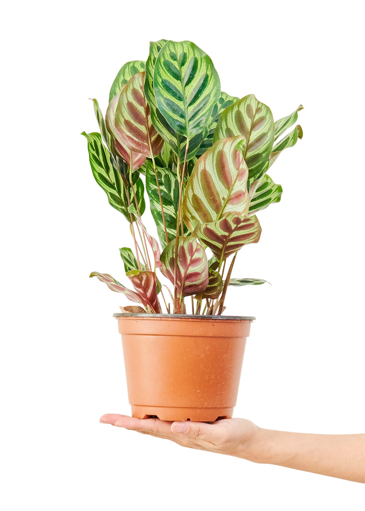Peacock Plant, Medium - The Hipster Exchange General Store and Trading Post