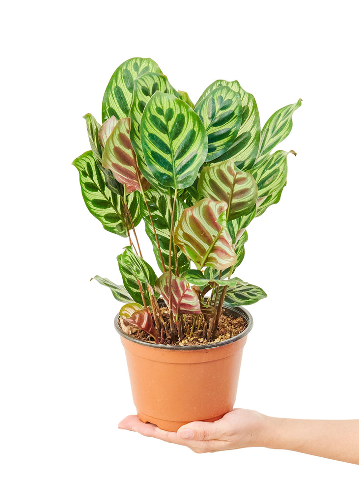 Peacock Plant, Medium - The Hipster Exchange General Store and Trading Post