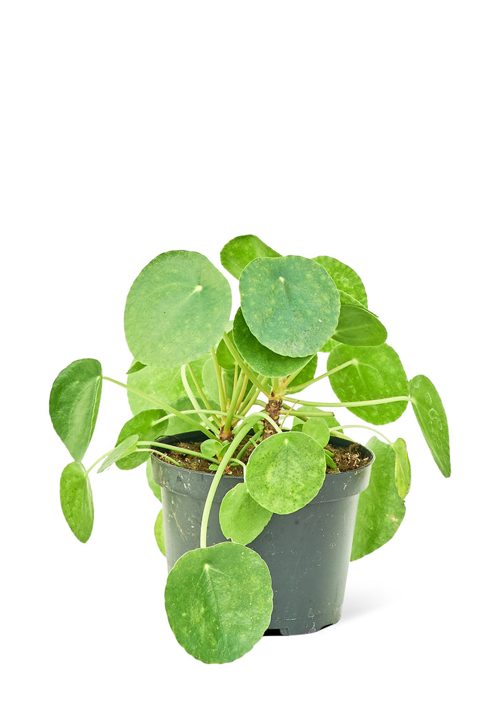 Chinese Money Plant, Medium - The Hipster Exchange General Store and Trading Post