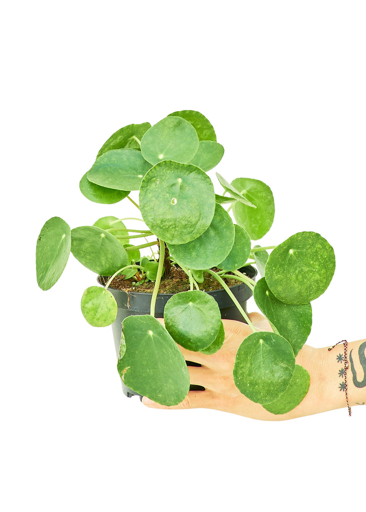 Chinese Money Plant, Medium - The Hipster Exchange General Store and Trading Post
