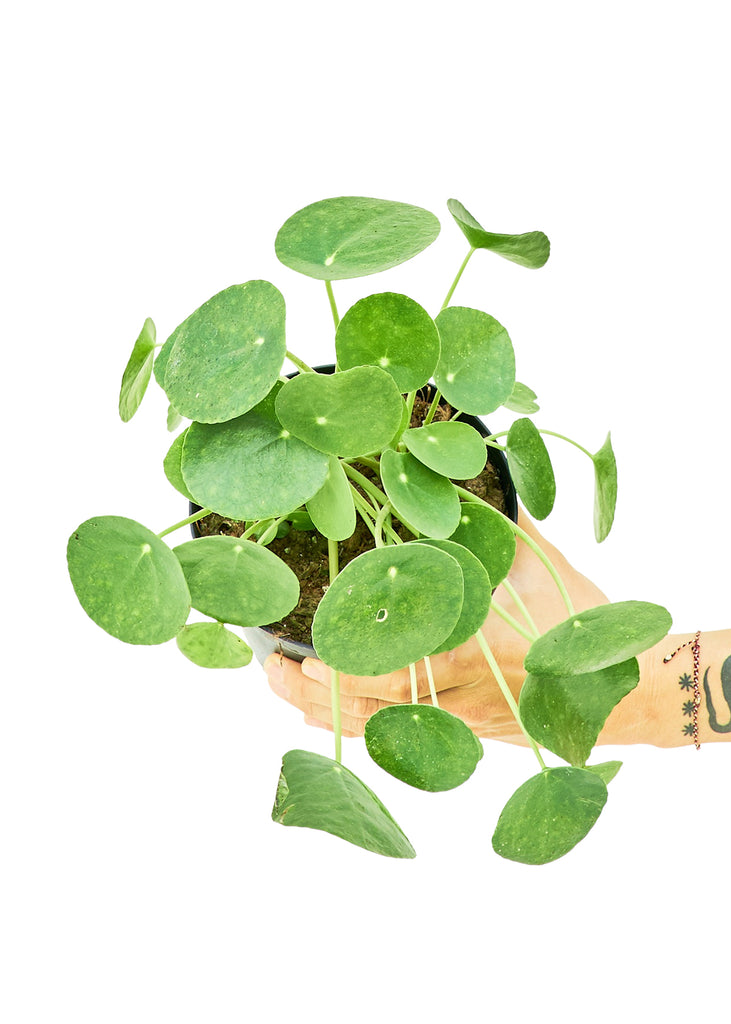 Chinese Money Plant, Medium - The Hipster Exchange General Store and Trading Post