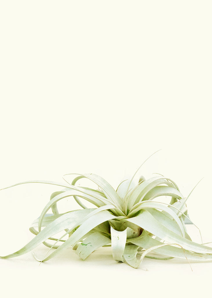 King of Air Plants, Extra Large - The Hipster Exchange General Store and Trading Post