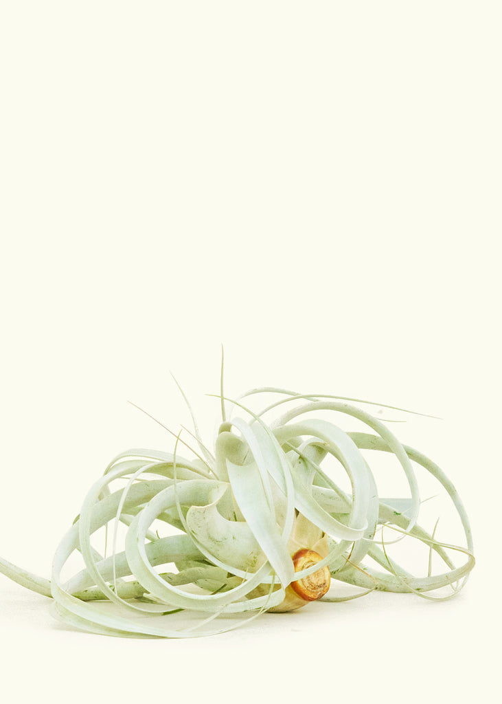 King of Air Plants, Extra Large - The Hipster Exchange General Store and Trading Post